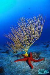 Tricolor: Yellow seafan, red starfish and blue water. Jus... by Arthur Telle Thiemann 